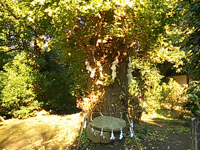 �T�΂Ƃ��_��