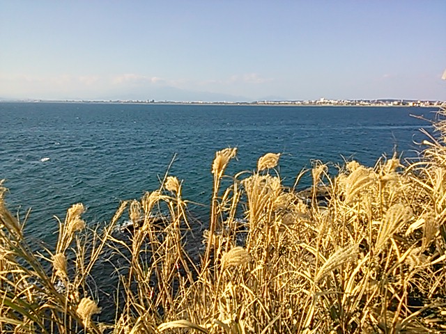 �X�X�L�Ƒ����m